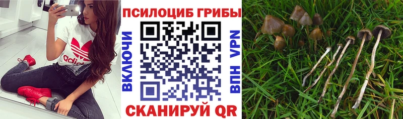 Псилоцибиновые грибы Cubensis  МЕГА зеркало  Зеленогорск 